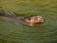 beaver-7471__340