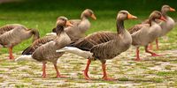 geese-3487734__340