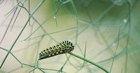 caterpillar-5113614__340