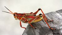 grasshopper-2655486__340