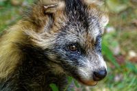 raccoon-dog-871609__340