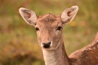 roe-deer-1765172__340