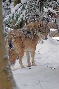 wolf-1990566__340