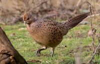 female-pheasant-4814179__340