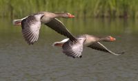 canada-geese-348290__340