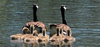geese-2494952__340