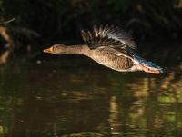geese-348076__340