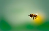 honeybee-4913122__340