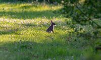 wild-rabbit-in-clover-field-4347396__340