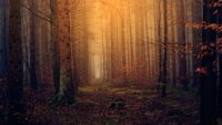 forest-3119826__340