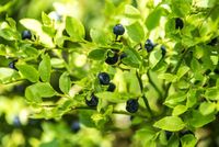 blueberry-forest-1525918__340