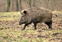 wild-boar-70420__340